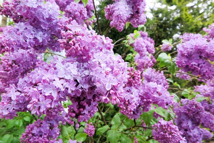 Common, Old-Fashioned Lilac - Syringa vulgaris from E.C. Brown's Nursery