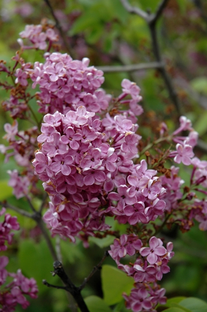 Charles X Lilac - Syringa vulgaris 'Charles X' from E.C. Brown's Nursery Charles X Lilac - Syringa vulgaris 'Charles X' from E.C. Brown's Nursery