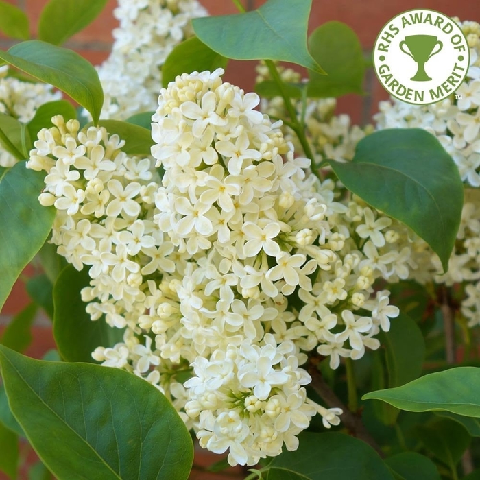 Primrose Lilac - Syringa vulgaris ''Primrose'' from E.C. Brown's Nursery