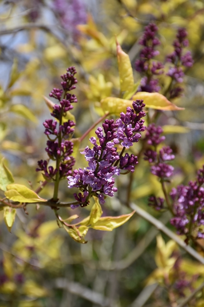 Weston's Rainbow Lilac - Syringa x 'Weston's Rainbow'' from E.C. Brown's Nursery