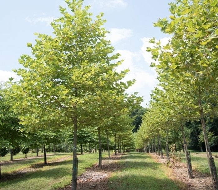 London Planetree - Platanus x acerifolia from E.C. Brown's Nursery London Planetree - Platanus x acerifolia from E.C. Brown's Nursery