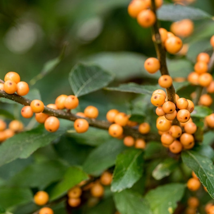 Winter Gold Holly - Ilex verticillata 'Winter Gold' from E.C. Brown's Nursery