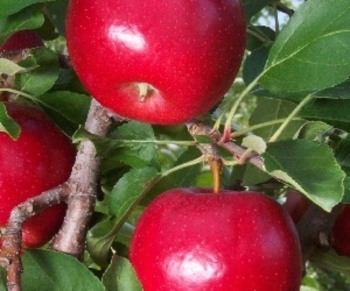 Gale Gala SD Apple - Apple 'Gale Gala' from E.C. Brown's Nursery