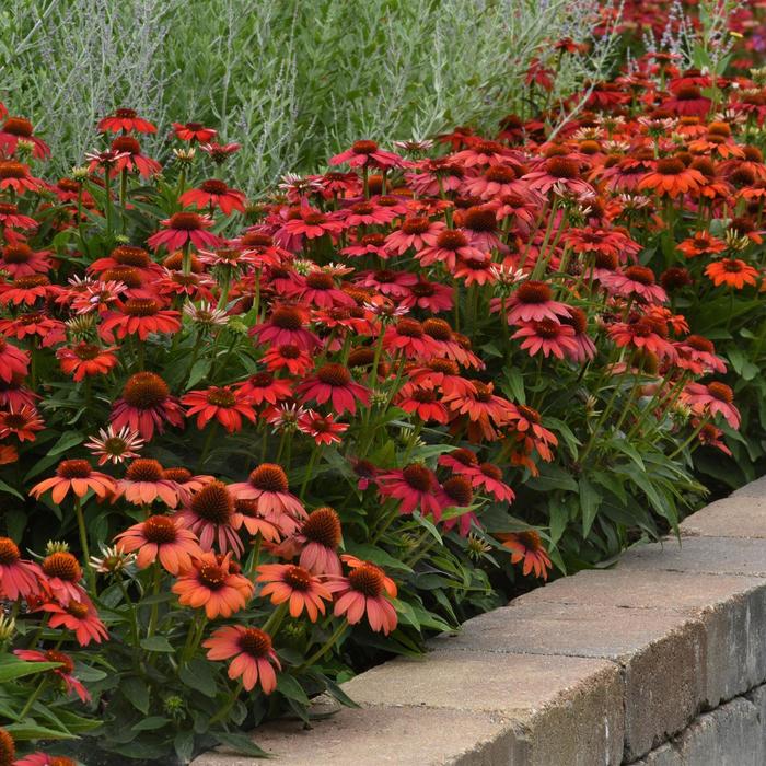 Artisan™ Ombre Red - Echinacea x hybrida from E.C. Brown's Nursery
