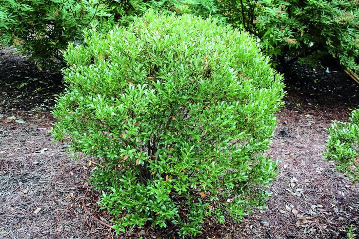 Shamrock Inkberry - Ilex glabra 'Shamrock' (Inkberry) from E.C. Brown's Nursery