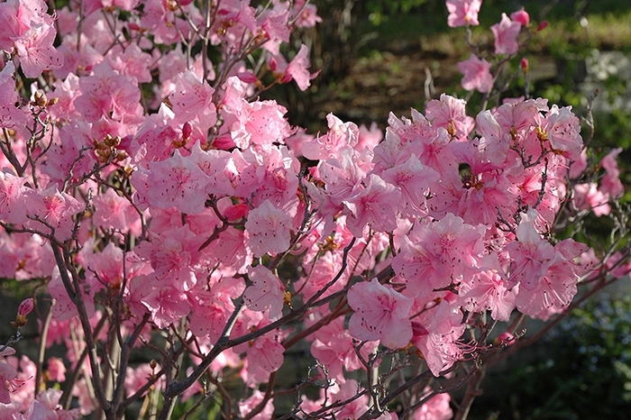 Cornell Pink Azalea - Azalea 'Cornell Pink' from E.C. Brown's Nursery Cornell Pink Azalea - Azalea 'Cornell Pink' from E.C. Brown's Nursery