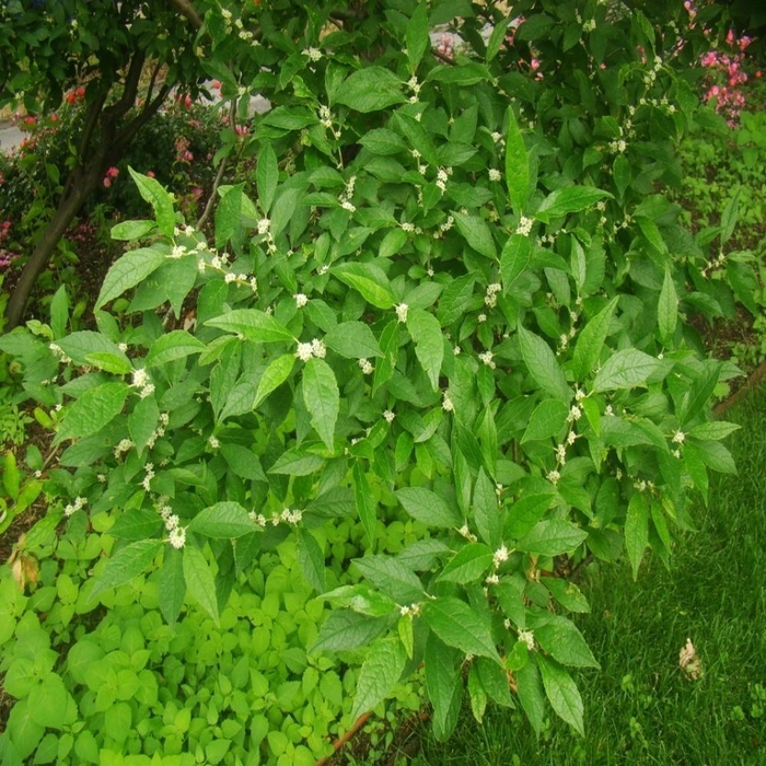 Jim Dandy MALE Winterberry - Ilex verticillata ''Jim Dandy'' from E.C. Brown's Nursery