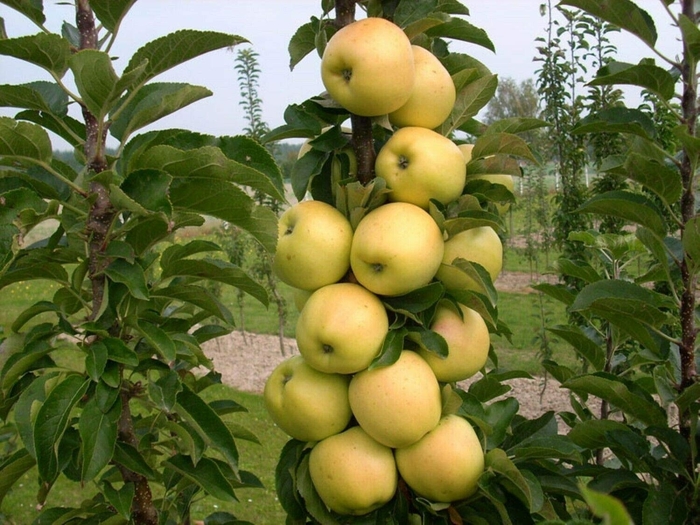 Golden Sentinel Apple - Apple x 'Golden Sentinel' from E.C. Brown's Nursery