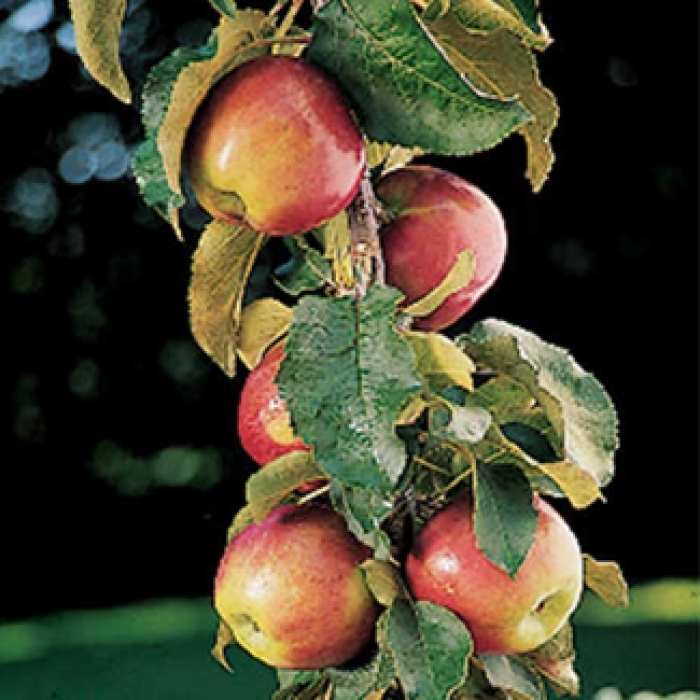 Scarlet Sentinel Apple - Apple x 'Scarlet Sentinel' from E.C. Brown's Nursery