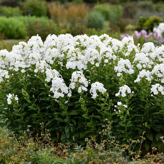 Luminary™ 'Backlight' - Phlox paniculata from E.C. Brown's Nursery Luminary™ 'Backlight' - Phlox paniculata from E.C. Brown's Nursery