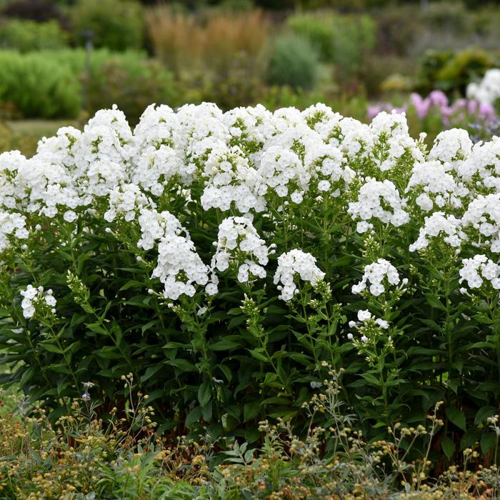 Luminary™ 'Backlight' - Phlox paniculata from E.C. Brown's Nursery