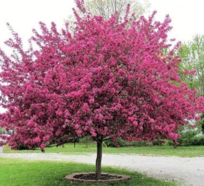 'Prairifire' Crabapple - Malus hybrid 'Prairiefire' from E.C. Brown's Nursery 'Prairifire' Crabapple - Malus hybrid 'Prairiefire' from E.C. Brown's Nursery