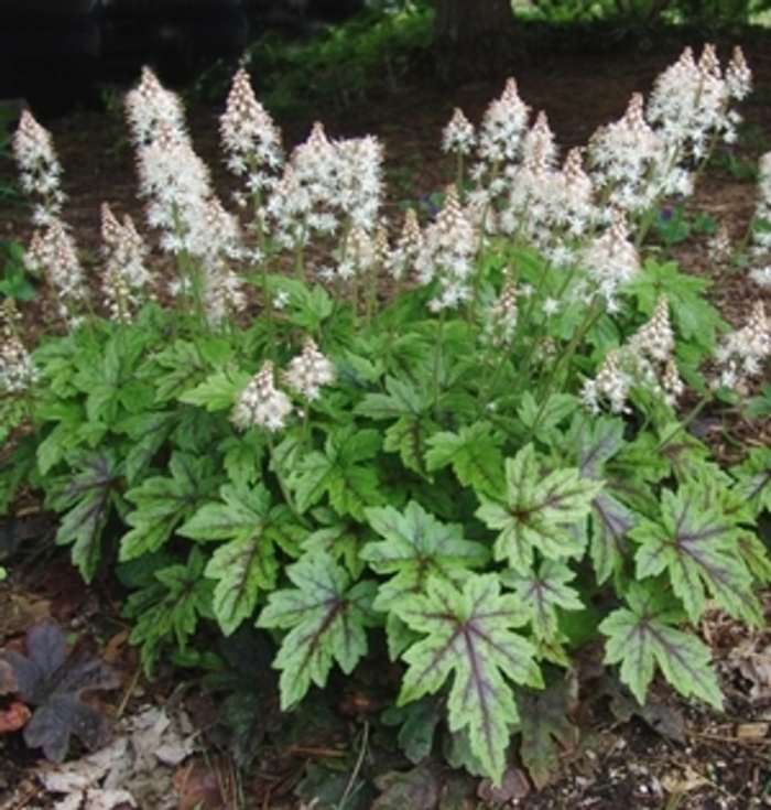 'Elizabeth Oliver' - Tiarella hybrid from E.C. Brown's Nursery 'Elizabeth Oliver' - Tiarella hybrid from E.C. Brown's Nursery