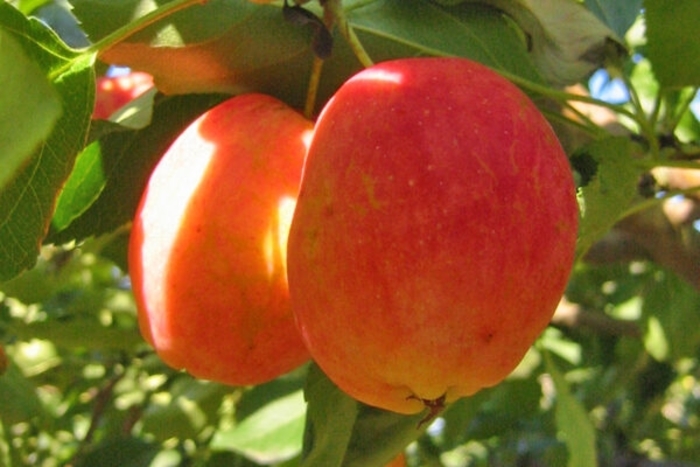 Centennial Crabapple - Malus x 'Centennial' from E.C. Brown's Nursery