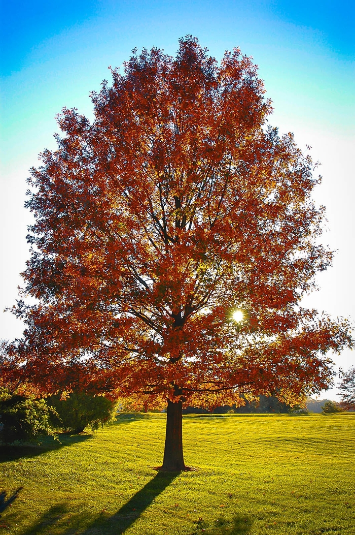PIN OAK - Quercus palustris from E.C. Brown's Nursery PIN OAK - Quercus palustris from E.C. Brown's Nursery