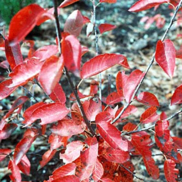 Apple Serviceberry - Amelanchier x-grandiflora Cole's Select' from E.C. Brown's Nursery