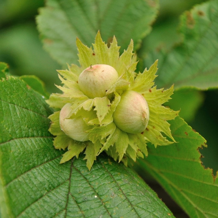 American Hazelnut - Corylus americana from E.C. Brown's Nursery