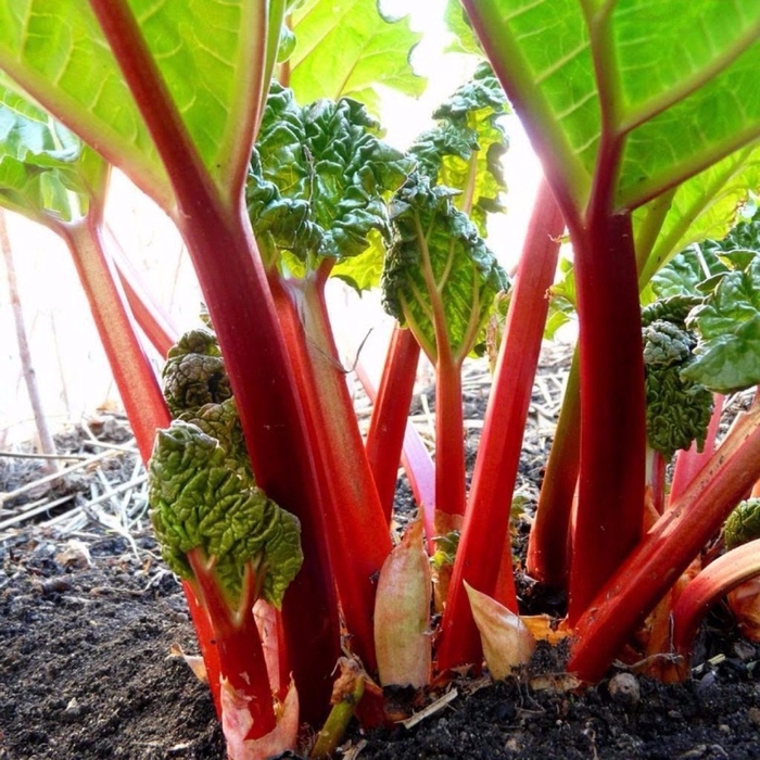 Fruiting Rhubarb - Rheum palmatum from E.C. Brown's Nursery