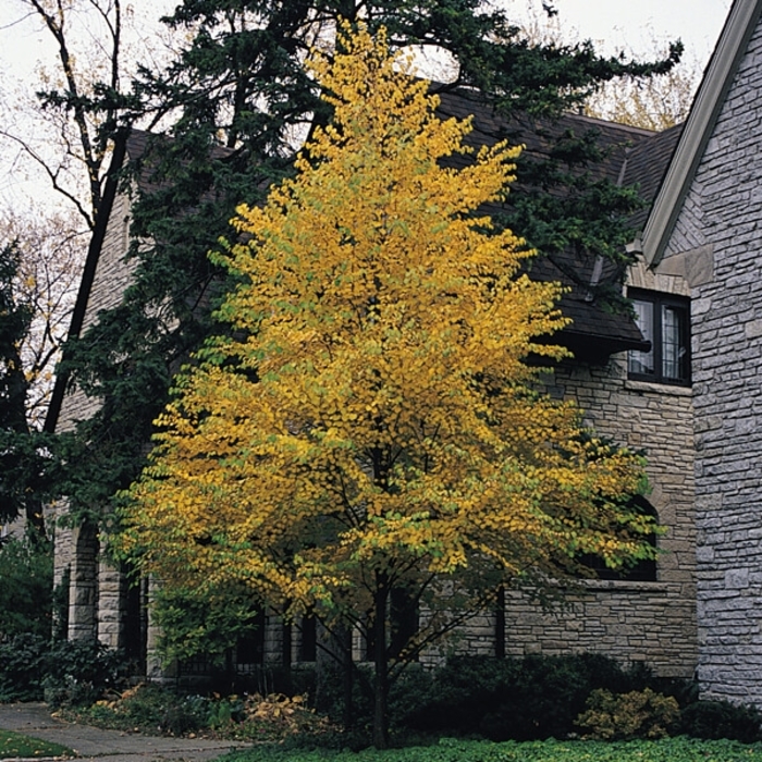 GREENSPIRE LINDEN - Tilia cordata ''Greenspire'' from E.C. Brown's Nursery