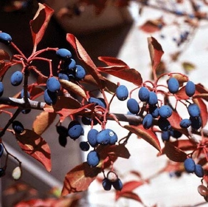 Blackhaw - Viburnum prunifolium from E.C. Brown's Nursery