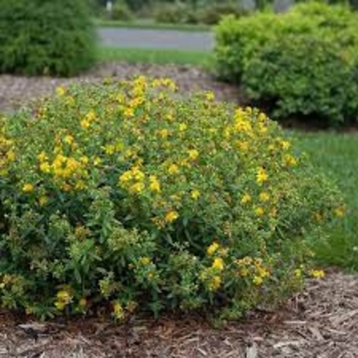 St. John's Wort - Hypericum kalmianum 'Blues Festival' from E.C. Brown's Nursery