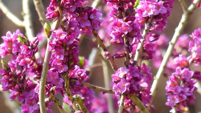 FEBRUARY DAPHNE - Daphne mezereum from E.C. Brown's Nursery FEBRUARY DAPHNE - Daphne mezereum from E.C. Brown's Nursery