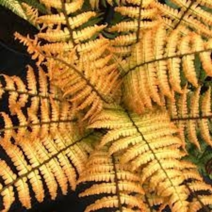 Jurassic Gold Wood Fern - Dryopteris wallichiana 'Jurassic Gold' from E.C. Brown's Nursery