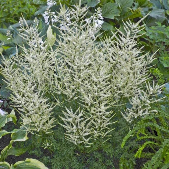 Fairy Hair Goatsbeard - Aruncus dioicus 'Fairy Hair' from E.C. Brown's Nursery