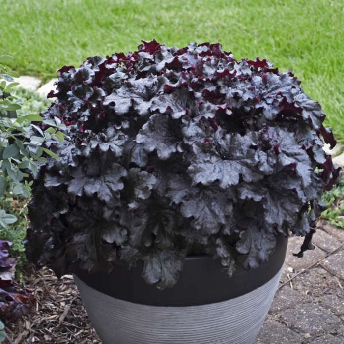 Evening Gown Coral Bells - Heuchera x 'Evening Gown' from E.C. Brown's Nursery