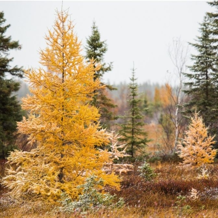 Tamarack (Native Larch) - Larix laricina from E.C. Brown's Nursery