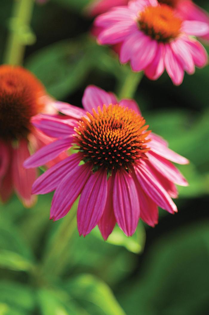 'PowWow Wild Berry' - Echinacea purpurea from E.C. Brown's Nursery