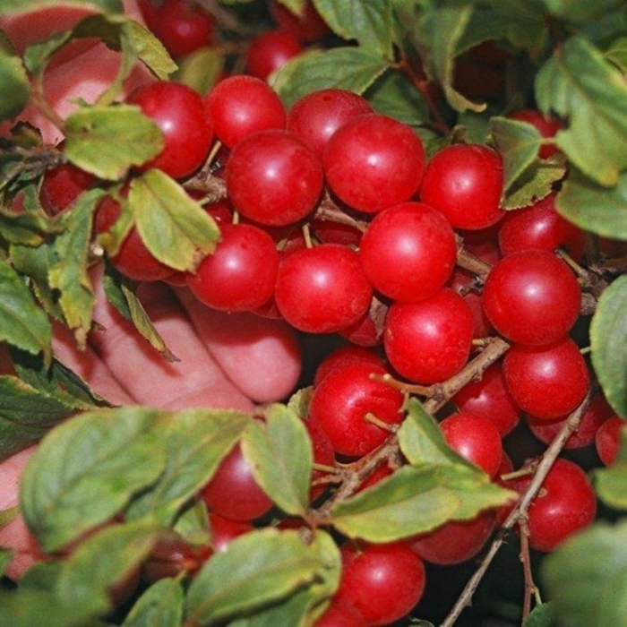 Jan Bush Cherry - Prunus x 'Jan' from E.C. Brown's Nursery