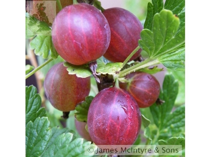 Captivator Gooseberry - Ribes x 'Capitvator' from E.C. Brown's Nursery Captivator Gooseberry - Ribes x 'Capitvator' from E.C. Brown's Nursery