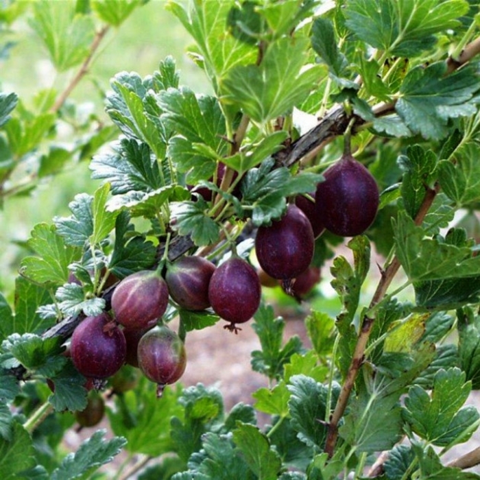 Jeanne - Ribes x 'Jeanne' from E.C. Brown's Nursery