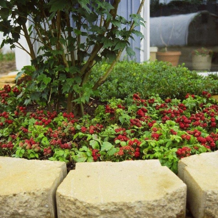 Valentina Groundcover Raspberry - Rubus 'Valentina' from E.C. Brown's Nursery