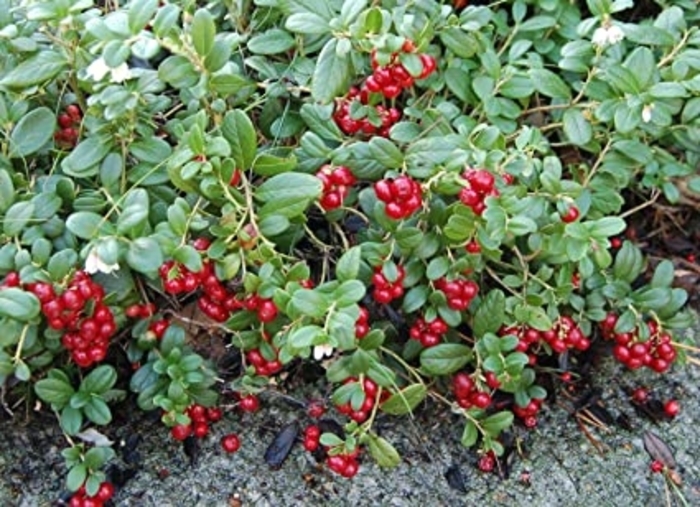 Lignonberry - Vaccinium vitis-idaea from E.C. Brown's Nursery