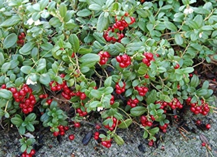 Lignonberry - Vaccinium vitis-idaea from E.C. Brown's Nursery Lignonberry - Vaccinium vitis-idaea from E.C. Brown's Nursery