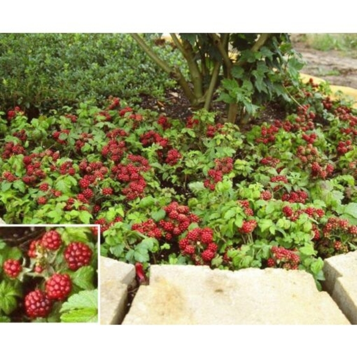 Beta Groundcover Raspberry - Rubus 'Beta' from E.C. Brown's Nursery
