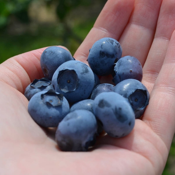 Spartan Blueberry - Vaccinium corymbosum 'Spartan' from E.C. Brown's Nursery