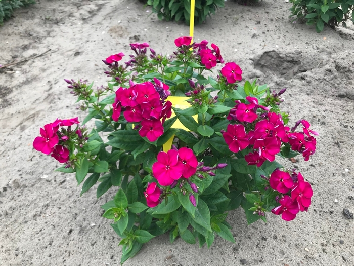 'Bambini Cherry Crush' - Phlox paniculata BAMBINI 'Cherry Crush' from E.C. Brown's Nursery 'Bambini Cherry Crush' - Phlox paniculata BAMBINI 'Cherry Crush' from E.C. Brown's Nursery
