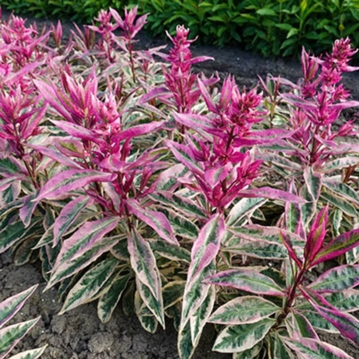 Olympus Variegated Garden phlox - Phlox paniculata 'Olympus' from E.C. Brown's Nursery