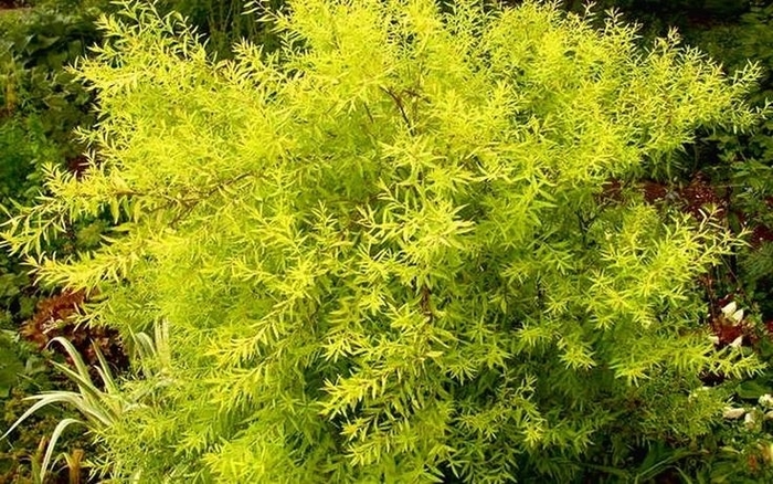 MELLOW YELLOW SPIREA - Spirea thunbergii 'Ogon' from E.C. Brown's Nursery MELLOW YELLOW SPIREA - Spirea thunbergii 'Ogon' from E.C. Brown's Nursery