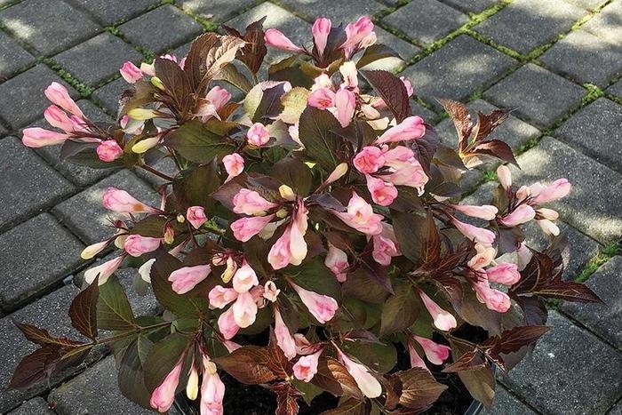 AFTERGLOW WEIGELA - Weigela x DN 'Afterglow' from E.C. Brown's Nursery AFTERGLOW WEIGELA - Weigela x DN 'Afterglow' from E.C. Brown's Nursery