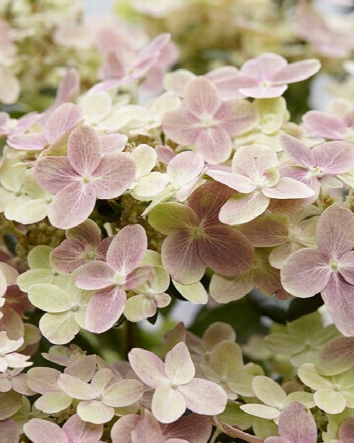 EARLY EVOLUTION HYDRANGEA - Hydrnagea paniculata 'Early evolution' from E.C. Brown's Nursery