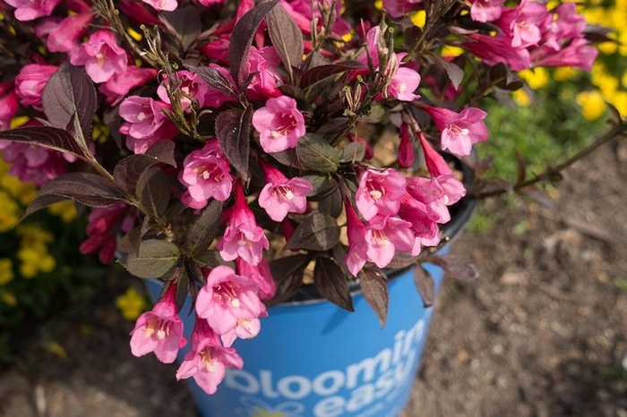 STUNNER WEIGELA - Weigela x DN 'Stunner' from E.C. Brown's Nursery