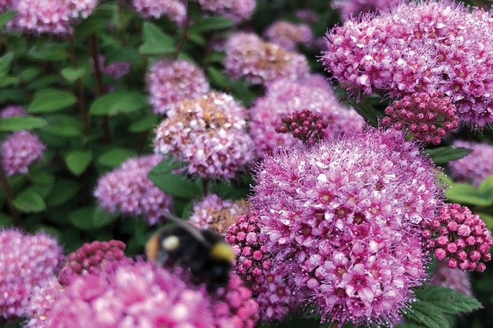 Poprocks Petite Spirea - Spirea x POPROCKS 'Petite' from E.C. Brown's Nursery