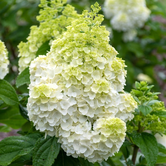 Moonrock Hydrangea - Hydrangea paniculata 'Moonrock' from E.C. Brown's Nursery