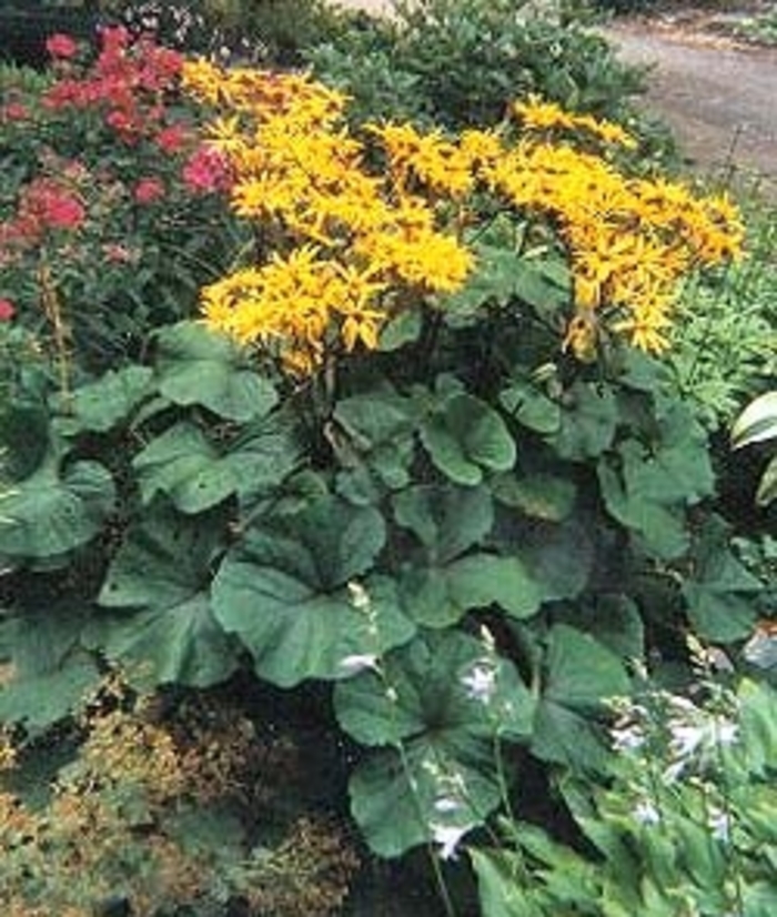 Leopard Plant - Ligularia dentata 'Desdemona' from E.C. Brown's Nursery