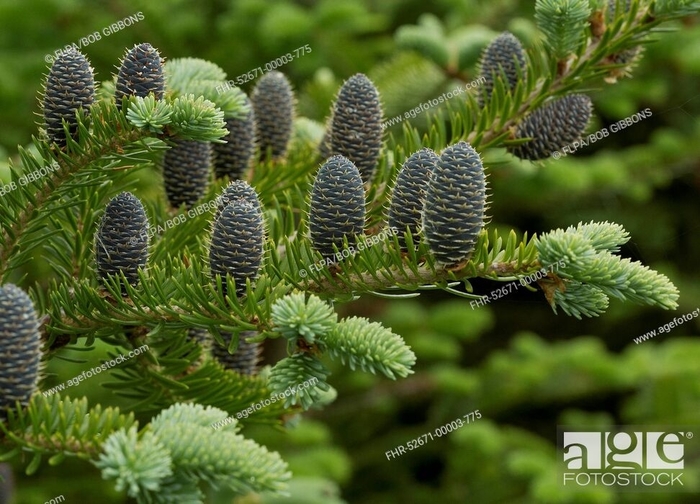 Balsam Fir - Abies balsamea from E.C. Brown's Nursery