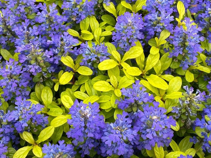 Ajuga - 'Feathered Friends 'Cordial Canary'' from E.C. Brown's Nursery